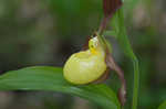 Greater yellow lady's slipper